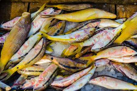 新鲜的鱼，在鱼市场在赫尔格达。埃及