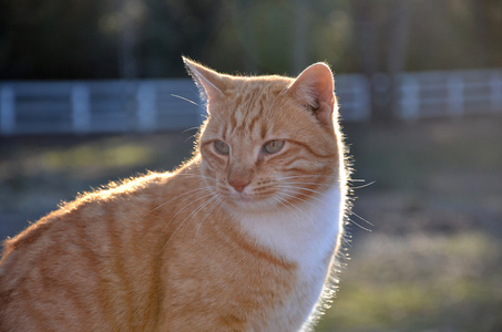 橙色的虎斑猫