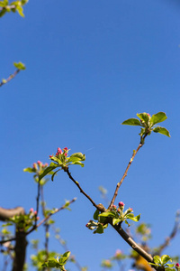 苹果树叶子开花在美丽的蓝天阳光明媚的春天在德国南部农村的节日