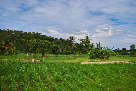 在巴厘岛的米梯田。绿色的稻田在山上梯田。水稻栽培。巴厘岛风景。山上的水稻养殖。旅行概念