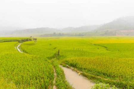 越南木仓柴稻田的美丽景色
