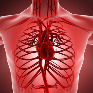 人体 x 射线的血液循环系统与心脏动脉和静脉的视图。解剖和血液循环, 3d 渲染