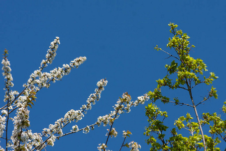 白色和绿色绽放看法在苹果树在蓝天背景