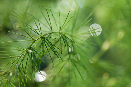 绿芦笋分支背景与水滴