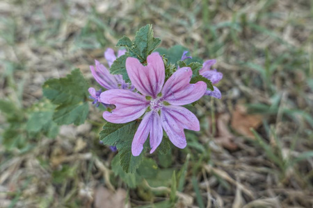 一种野生的木瓜花