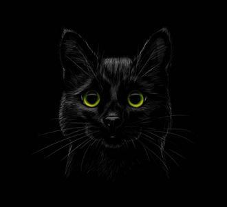 黑色背景上的一只猫的肖像