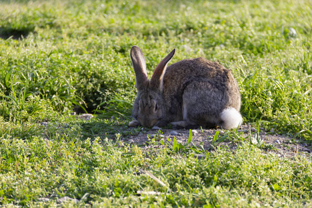 兔草耳动物