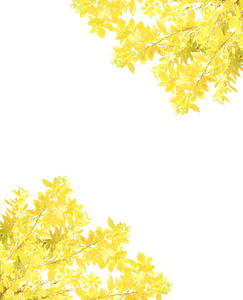 孤立在白色背景上的黄色叶
