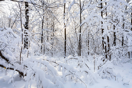 莫斯科 Timiryazevskiy 森林公园雪覆盖的树木在阳光明媚的冬日清晨