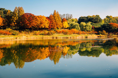奥林匹克公园, 秋天枫树和湖在首尔, 韩国