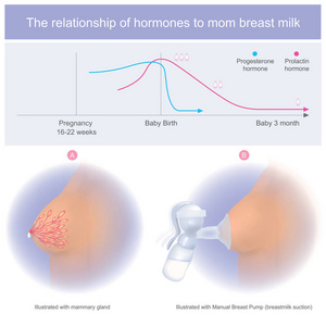 婴儿分娩时母乳量大, 3 月后逐渐降低。妈妈可以通过抽吸或挤压刺激乳腺来刺激乳汁流动。