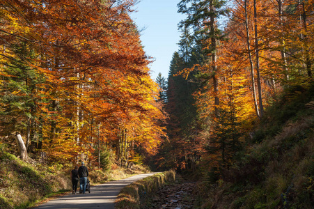 一个充满秋色的公园, 在秋日的阳光下, 在美丽多彩的树木之间进行一次山间之旅
