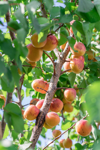 成熟的杏在果园树上。自然背景