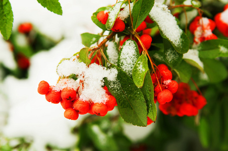 雪下红罗文浆果