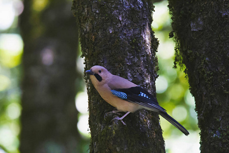 欧亚杰, Garrulus glandarius。Sattal, 印度北阿坎德邦州