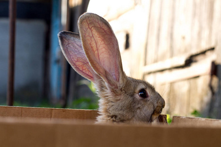 可爱的棕色兔子坐在纸板盒里