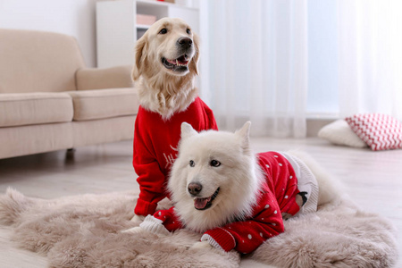 可爱的狗在地板上的温暖毛衣在家里。圣诞节庆祝活动