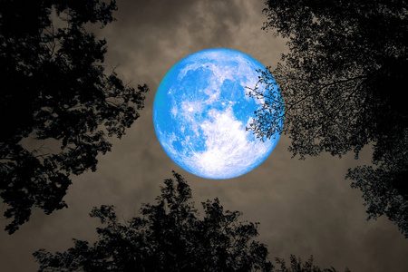 满月背面剪影在顶部树夜天空之间, 这张图片的元素由 Nasa 装备了