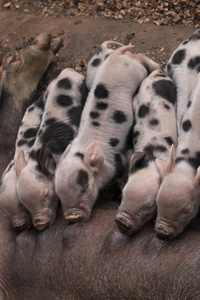 农场哺乳猪小狗