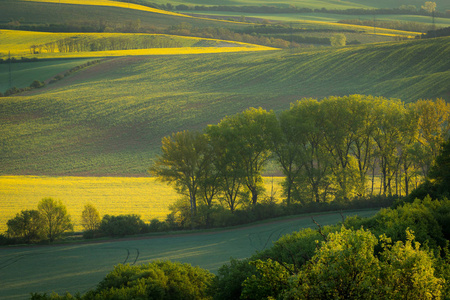 Moravian Sardice, Hodonin, 捷克共和国附近的田野