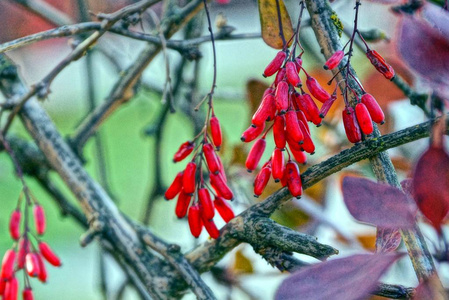 檗的红色浆果, 叶子上有树枝
