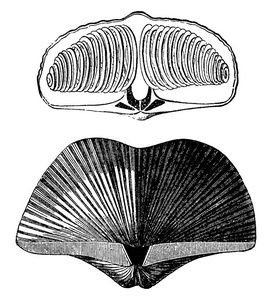 泥盆纪时期的软体动物腕足。Spirifer striatus, 复古雕刻插图。地球在人之前1886