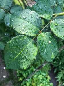 绿色的玫瑰叶与雨滴特写。绿色的红玫瑰叶子上有红条纹和清澈的水滴。雨后自然的美与清新