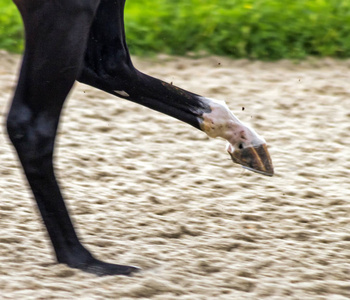 马在速度奔跑和踢腿