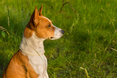 华丽的 basenji 狗的户外肖像取悦温暖的黄昏春天的太阳