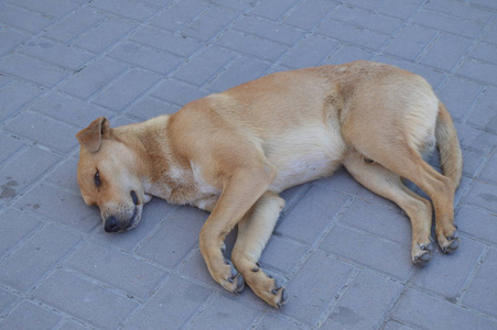 悲伤无家可归的红狗独自躺在人行道上