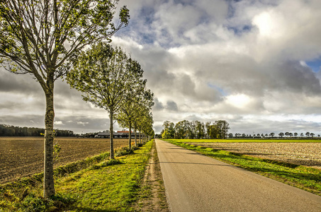 长直的道路两旁的幼树之间的 Noordoostpolder 东北圩, 荷兰在戏剧性的天空下