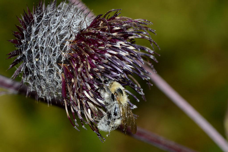 刺蓟花盛开在草地上图片