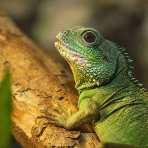 亚洲水龙 Physignathus cocincinus 在自然环境下。五颜六色的热带绿蜥蜴