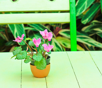 仙客来鲜花