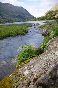 阿尔泰山谷中的一条小山河图片
