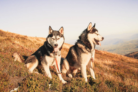 两个西伯利亚哈士奇旅行乌克兰的喀尔巴阡山脉。山脉。黑白狗可爱哈士奇。两只狗的游戏