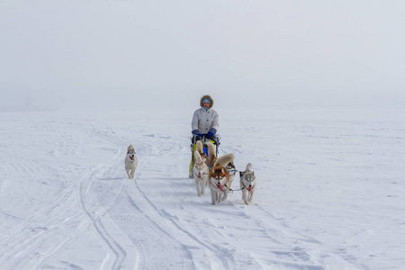 女人 musher 在冬天躲在后面雪橇在雪地上的狗拉雪橇比赛