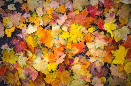 秋天的多彩橙色，红色和黄色枫叶作为背景户外