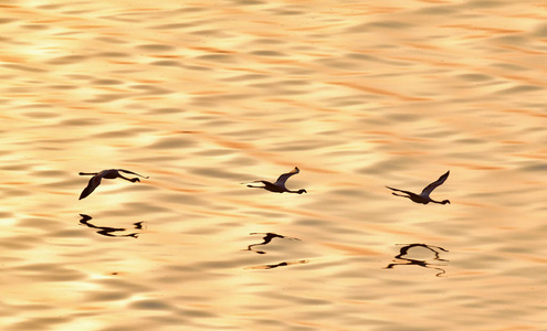 较小的火烈鸟。科学名称 Phoenicoparrus 小调。纳特龙湖的金色水面上的火烈鸟在日落时分飞过。鸟瞰。从上面