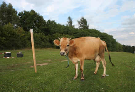 在夏季牧场放牧的奶牛