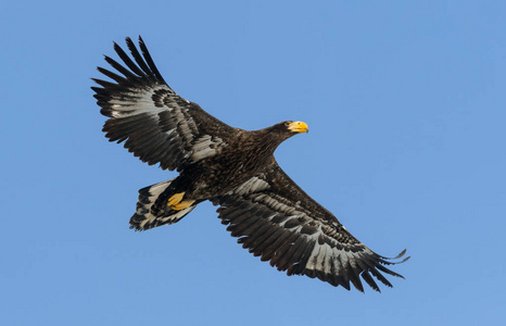 少年史泰勒的海鹰。科学名称 haliaeetus pelagicus。蓝色天空背景