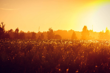 夏日傍晚在田野里日落。俄国风景。一种自然现象。橙色天空