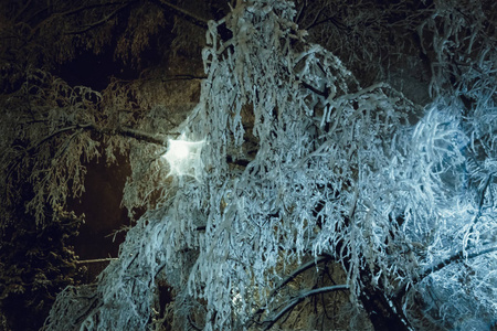 雪覆盖的树背景图为冬天晚上