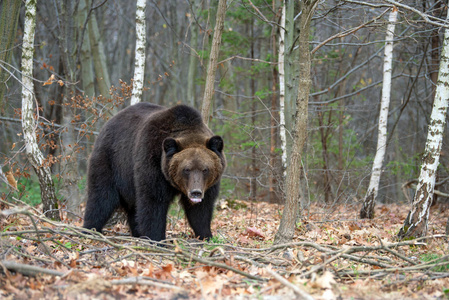 关闭秋天森林里的大棕熊