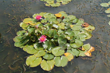 水百合植物