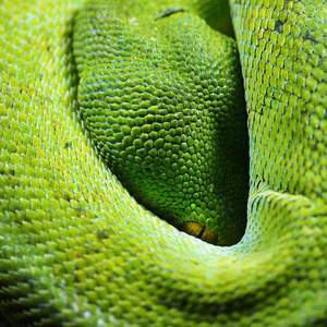 绿色蛇头特写图
