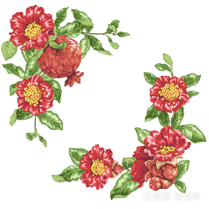 以石榴花为角度装饰元素的矢量插图模板插画-正版商用图片0994bf-摄图