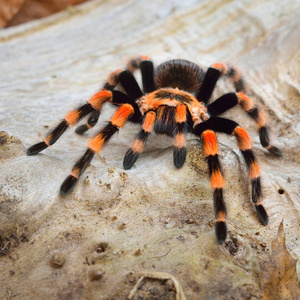 Birdeater 蜘蛛蛛 Brachypelma smithi 在天然林环境中。明亮的橙色五颜六色的巨型蜘蛛