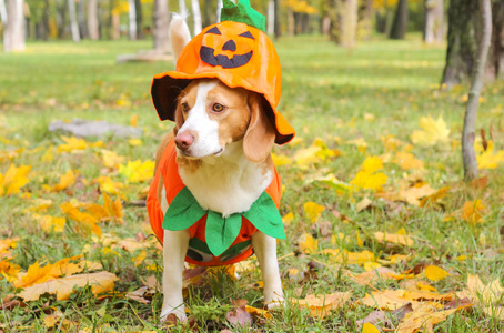 小猎犬在秋季公园的南瓜服装, 万圣节