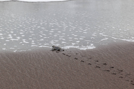 在哥斯达黎加的海滩上, 一只小绿海龟 cholonia mydas 爬到海里